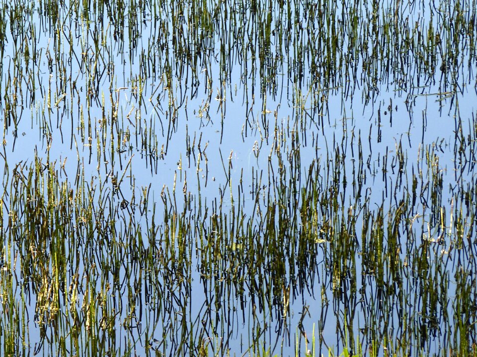 Aquatic nature pond