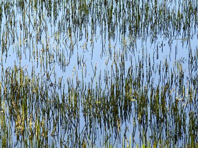 Aquatic nature pond