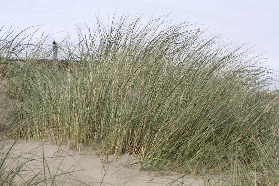 Grass sand