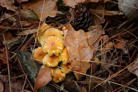 Nature forest floor fall colors