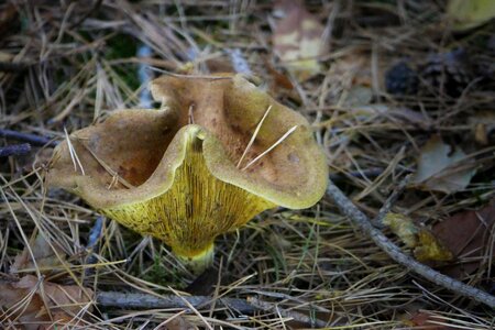 Autumn forest floor fall colors photo