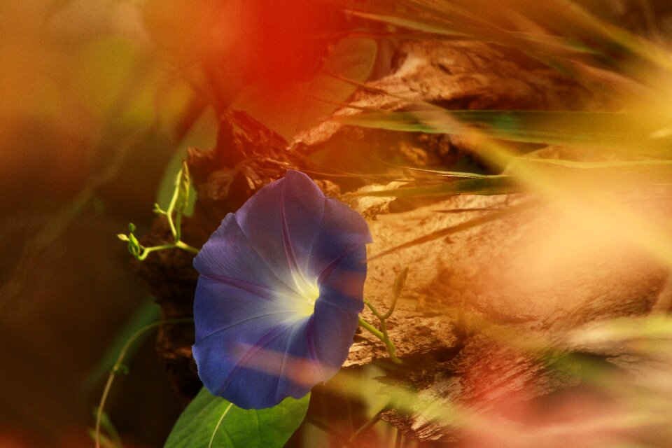 Flower nature flower garden