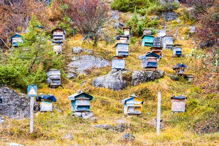 Mountain beekeeping nature