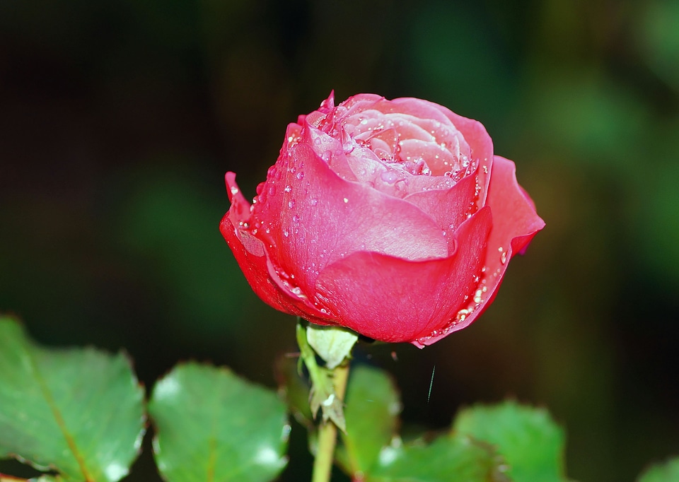 Red rose flower fragrance photo