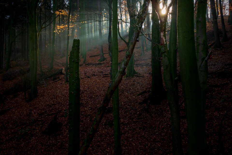 Trees light mood