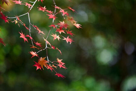 Maple leaf red
