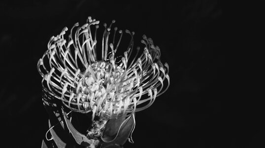 Nature plant bloom