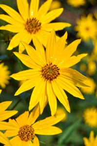 Plant wet flowers photo