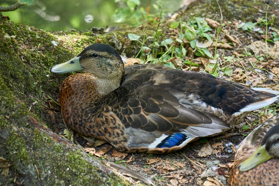 Portrait animal portrait duck