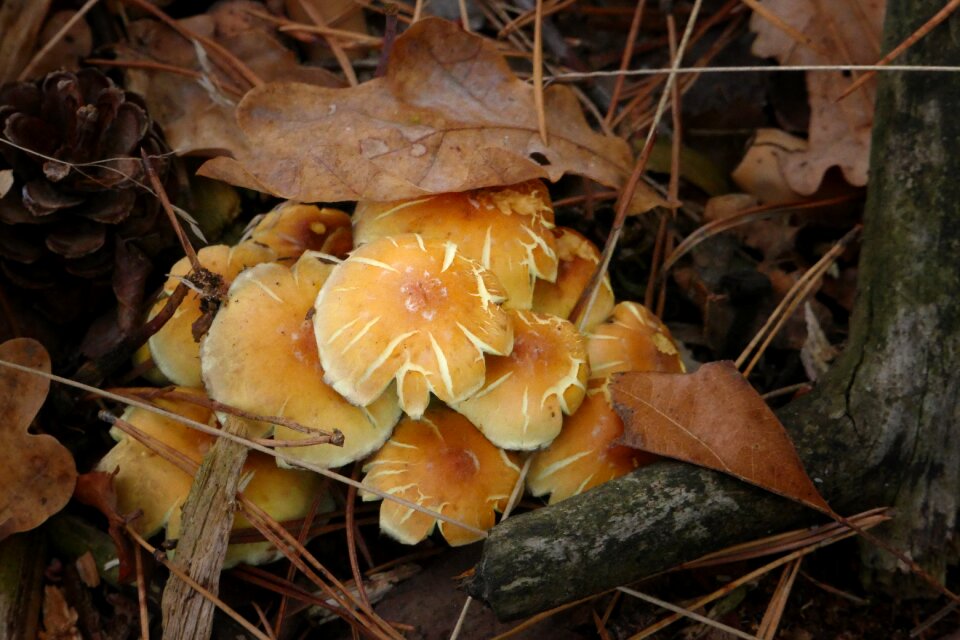 Nature forest floor fall colors