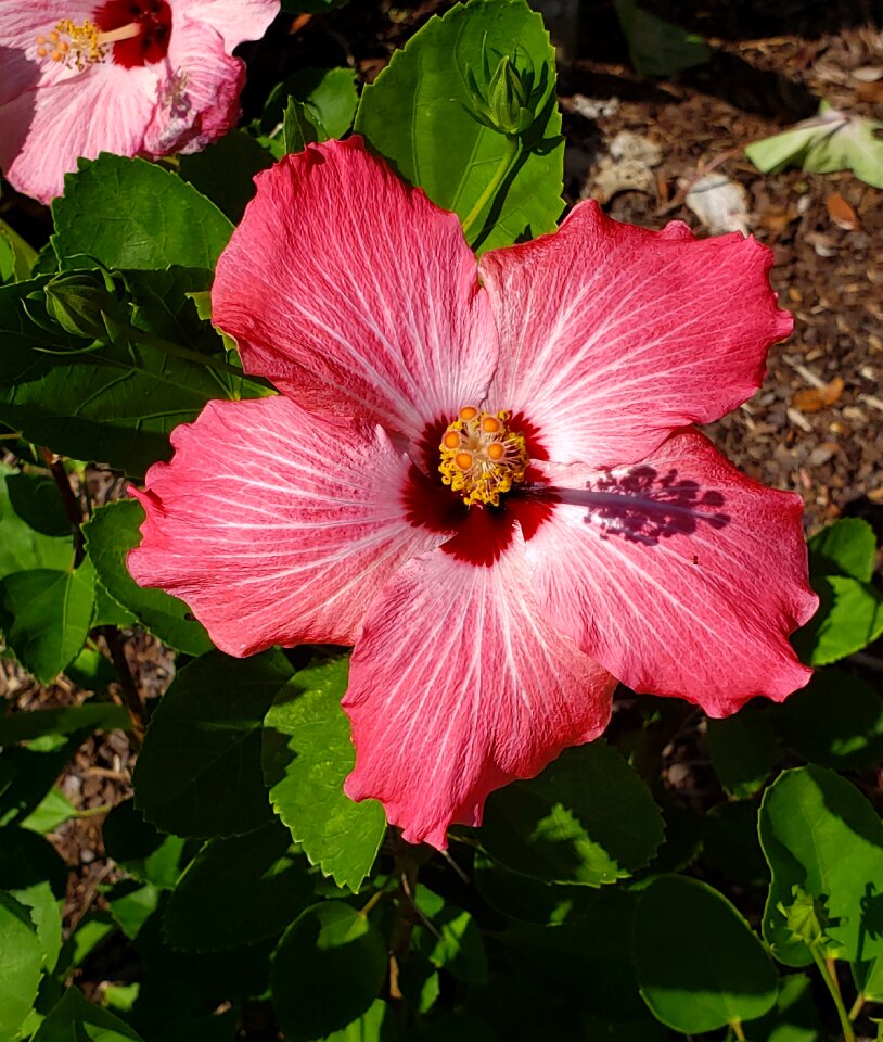 Backyard flowers