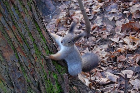 Nature animals tree