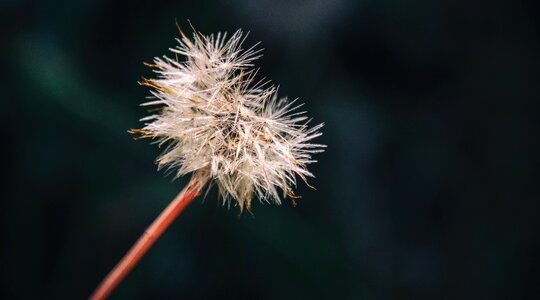 Clock flower spring