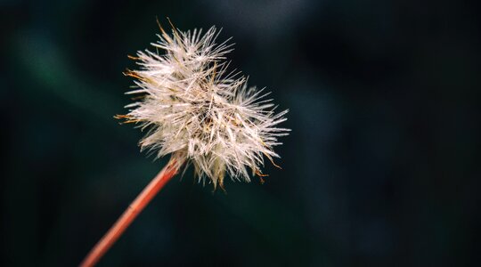 Clock flower spring photo