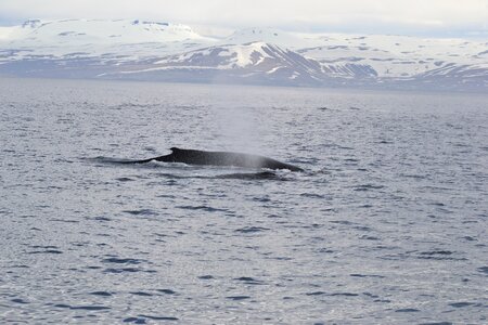 Sea humpback wal photo