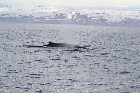 Sea humpback wal