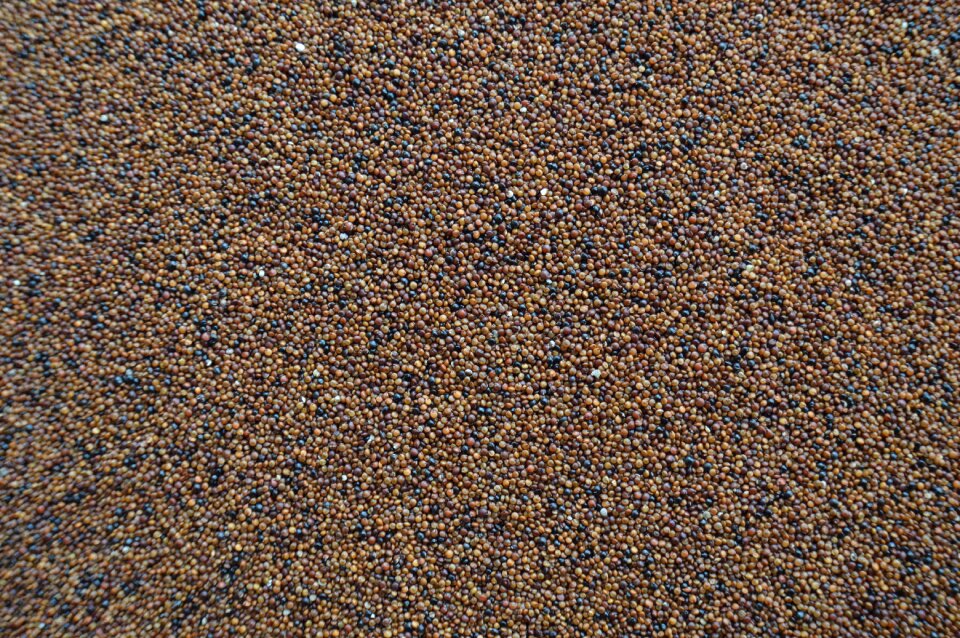 Qañiwa texture grain