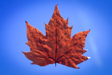 Leaves maple red leaf photo