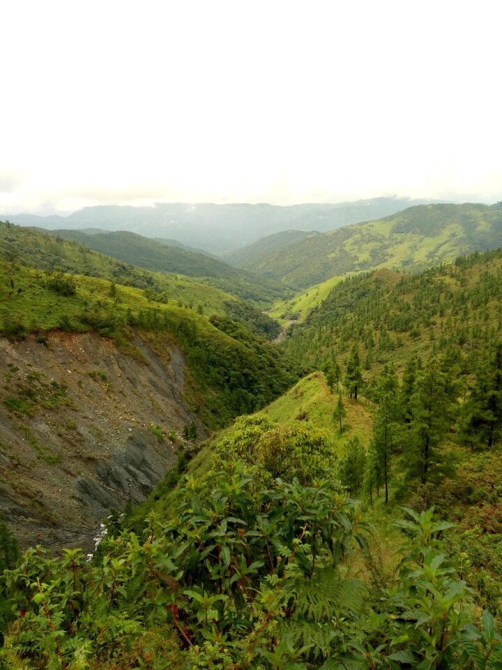 Greenery river photo