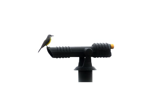 Bird telescope panama