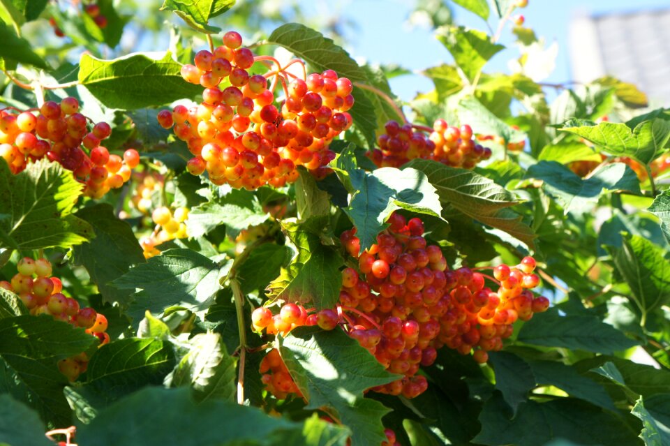 Berry ripe vitamins