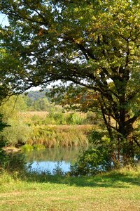 Forest idyllic idyll