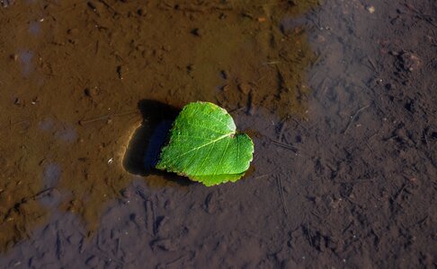 Water mud nature photo