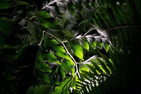 Plants leaf foliage