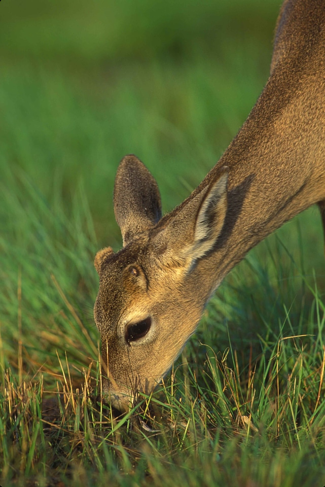 Grazing deer key