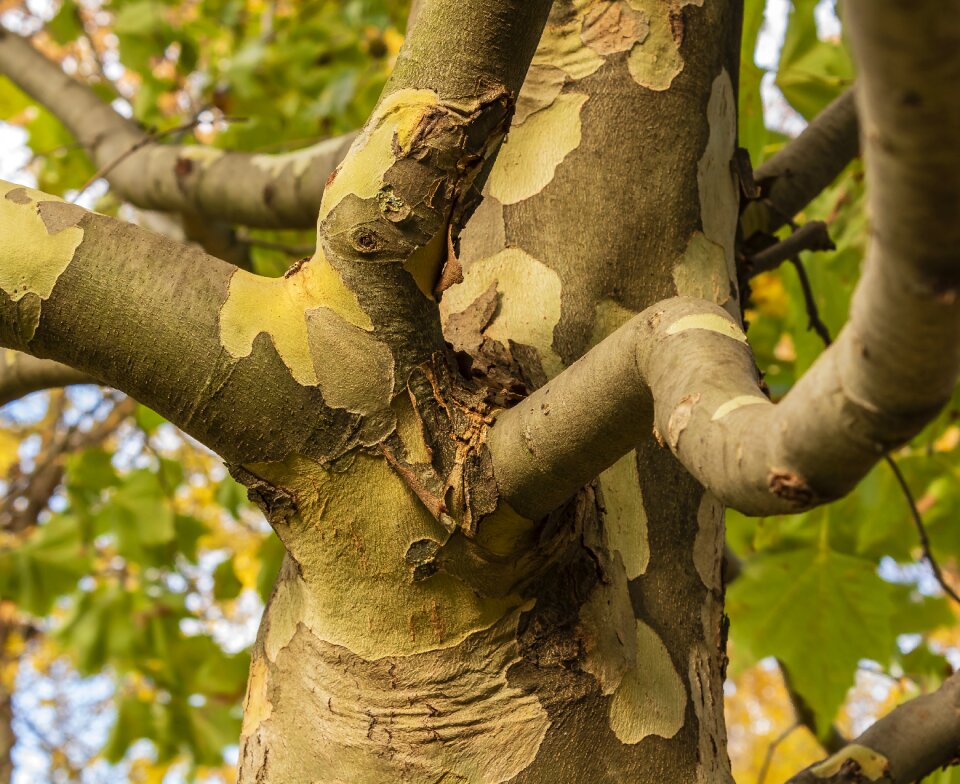 Branches tribe cramp photo