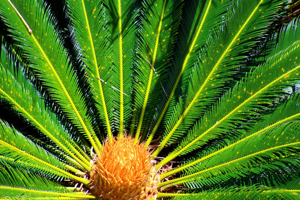 Leaves background landscape
