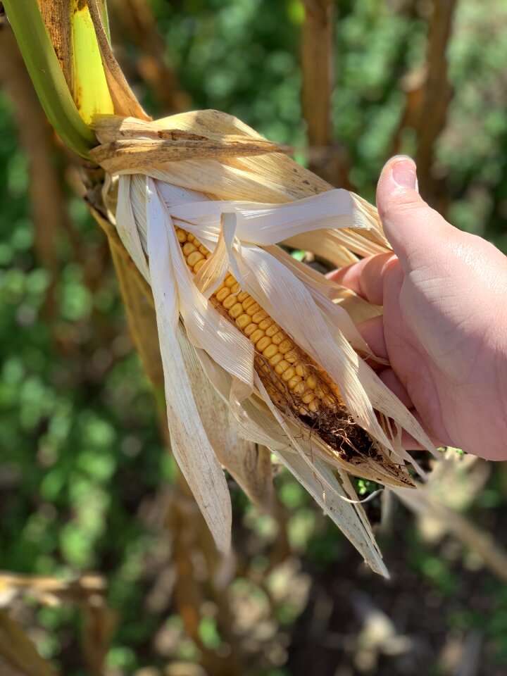 Thanksgiving background thanksgiving dinner corn stocks