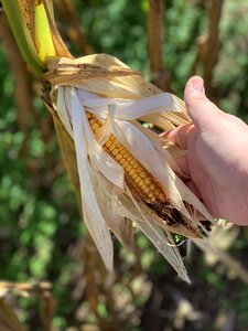 Thanksgiving background thanksgiving dinner corn stocks