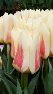 White and pink flower tulip photo