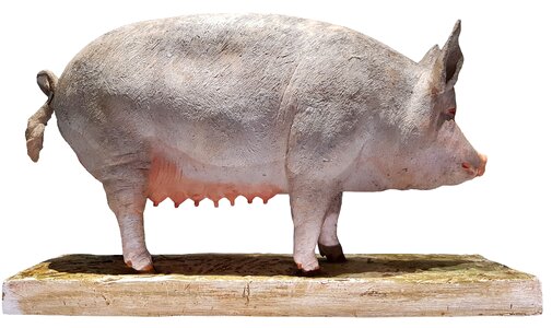 Agriculture swine sow
