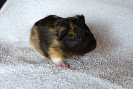 Pet cute mammal