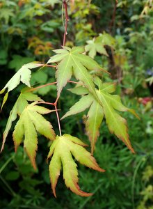 Garden nature