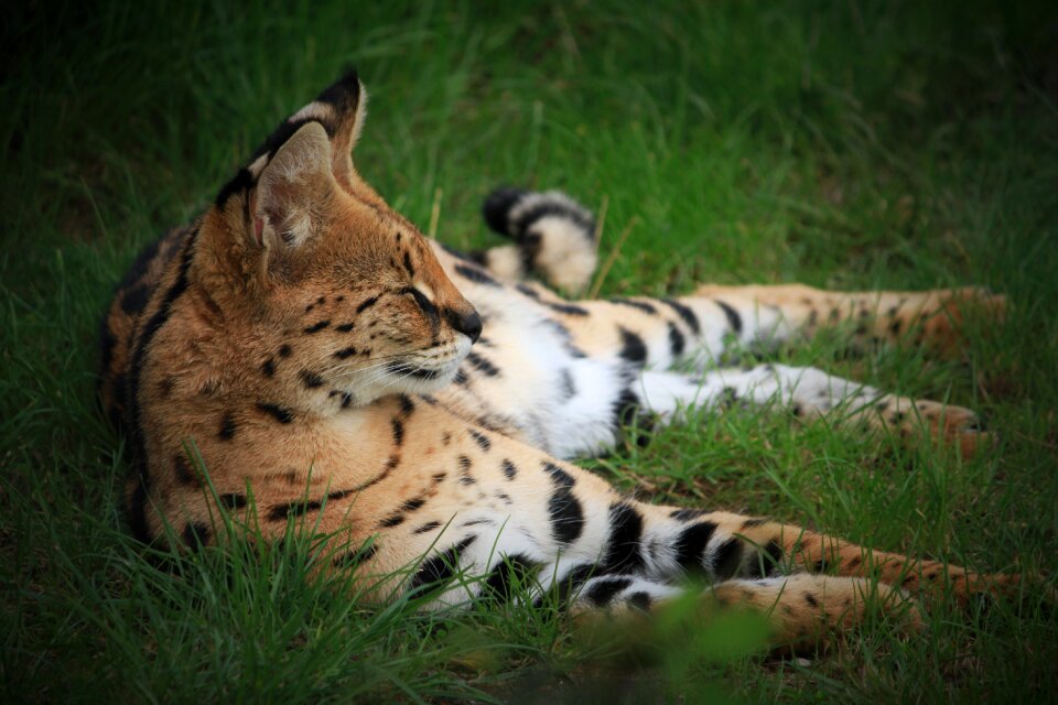 Predator cat wilderness