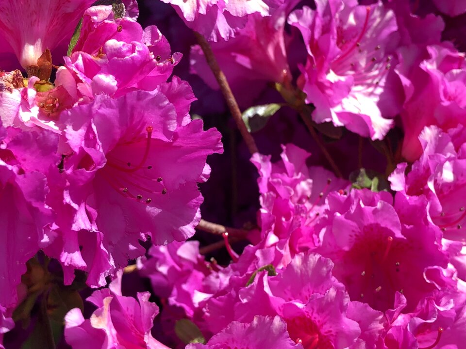 Pink bloom