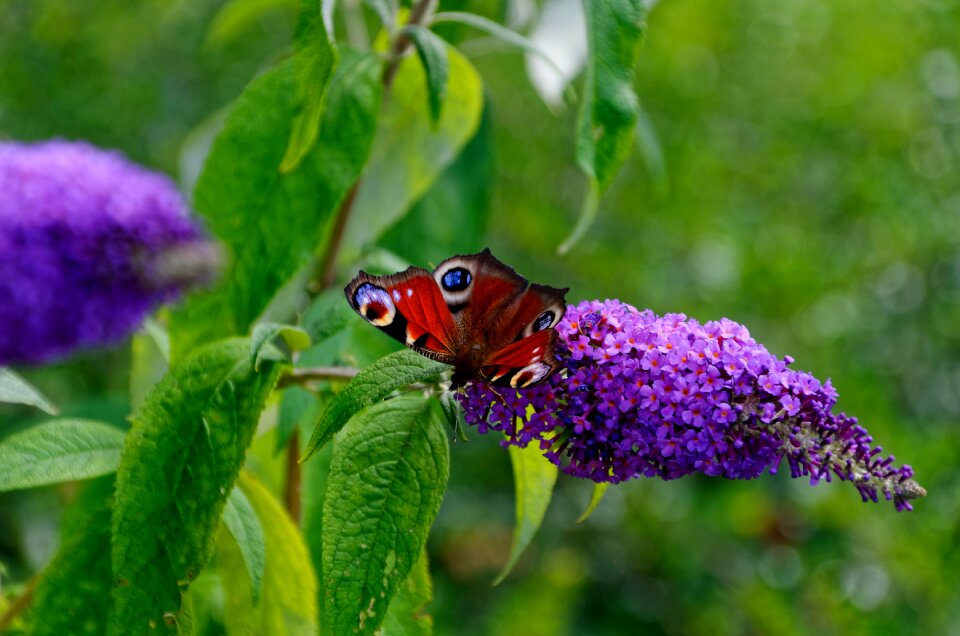 Nature flowers wing