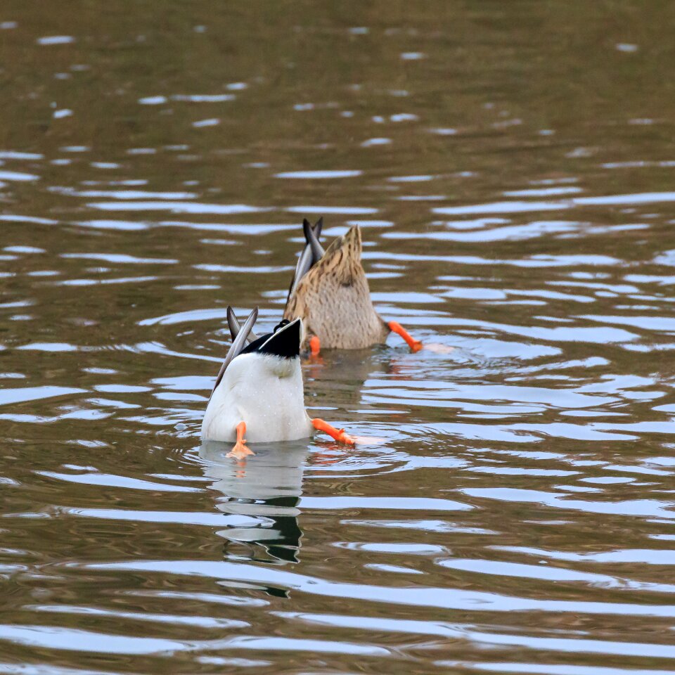 Children's song animal world ducks