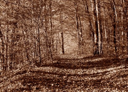 Trees forest path autumn forest photo