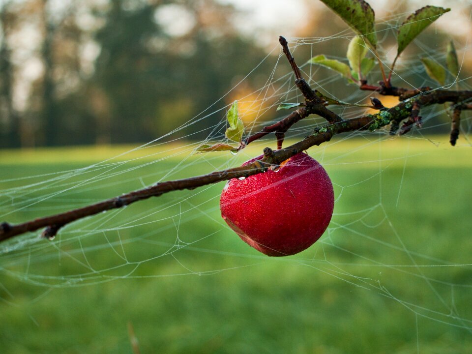 Autumn fruit nature