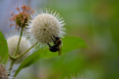Plant nature pollen