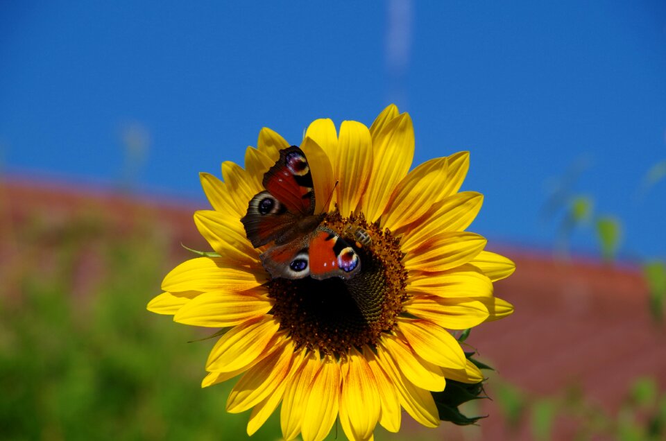 Summer blossom bloom