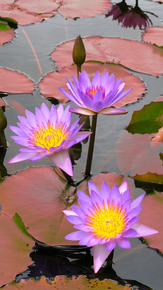 Violet flowers blossoms