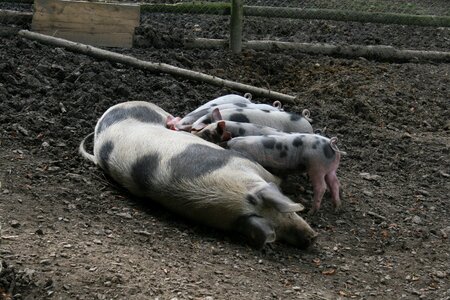 Sow piglet suckle