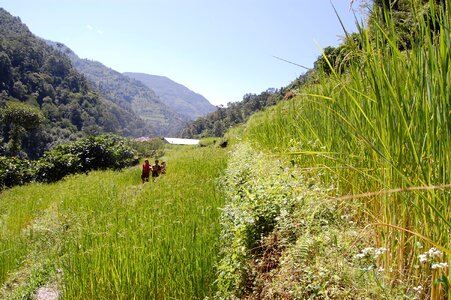 Asian grain field