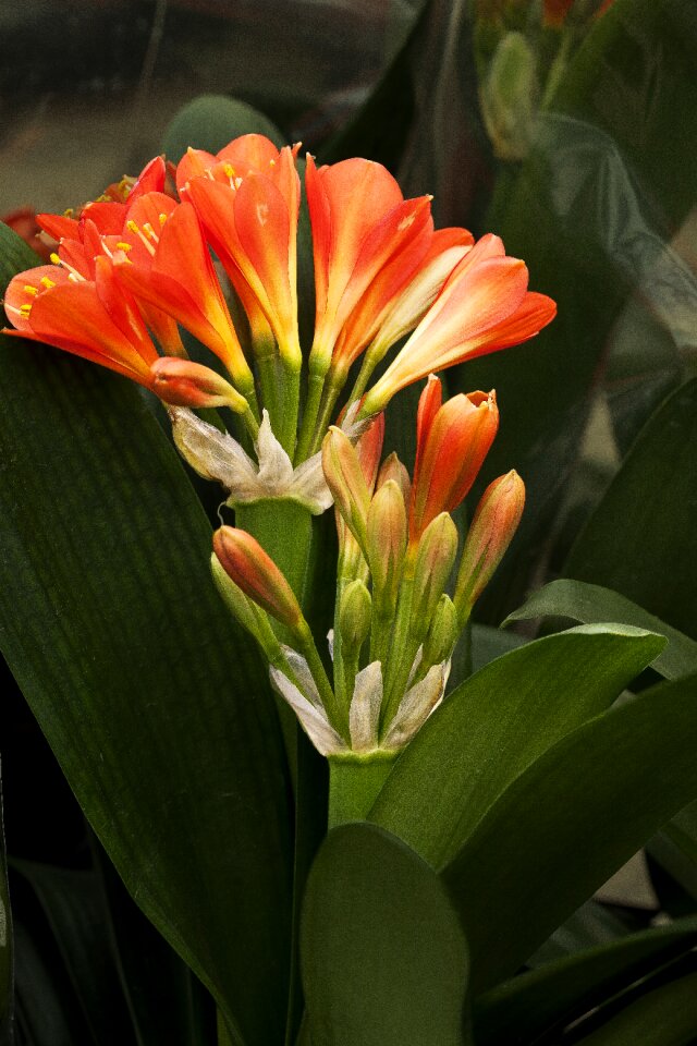 Greenhouse plant nature