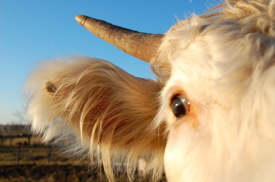 Livestock animal agriculture